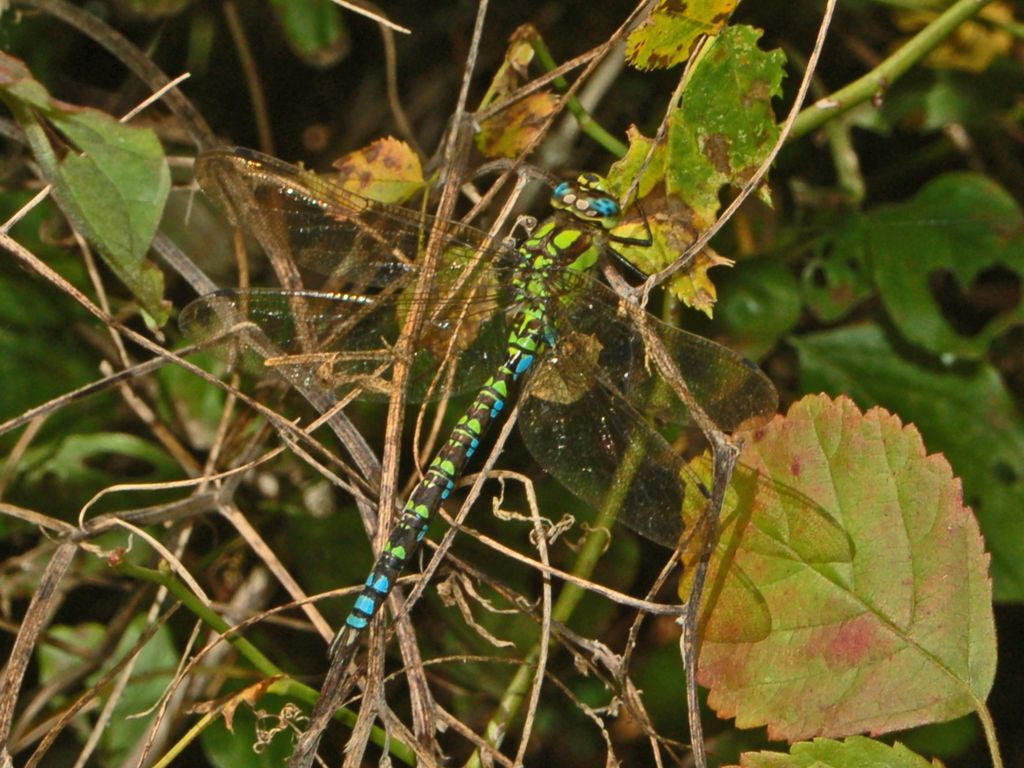 Una grossa libellula - Aeshna cyanea maschio